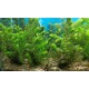 Planta Elodea Densa