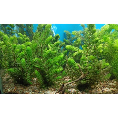 Planta Elodea Densa