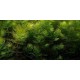 Planta Elodea Densa