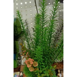 Planta Aquatic PLC-01