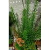 Planta Aquatic PLC-01