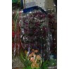 Planta Aquatic PLC-04