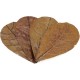 Seachem Catappa Leaves