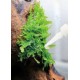 Siloc Ciano CG4 Gel 10 g