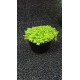 Planta Lilaeopsis Brasilensis Red con Maceta y Sustrato