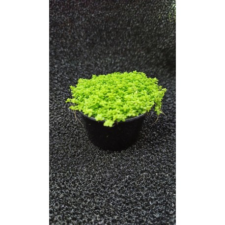 Planta Lilaeopsis Brasilensis Red con Maceta y Sustrato