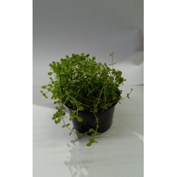 Planta Lilaeopsis Brasilensis Red con Maceta y Sustrato