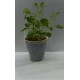 Planta Lilaeopsis Brasilensis Red con Maceta y Sustrato