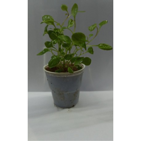 Planta Lilaeopsis Brasilensis Red con Maceta y Sustrato
