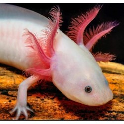 Shulet Axolote 600 g