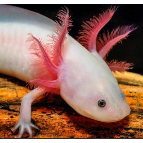 Shulet Axolote 600 g