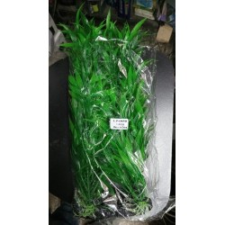 Planta Aqua Clean LP-085