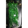 Planta Aqua Clean 085