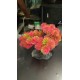Planta Aqua Clean Bonsai