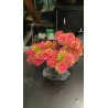 Planta Aqua Clean Bonsai