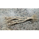 Raiz Mini Arboles Plantados 25/30 cm