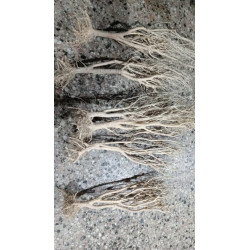Raiz Mini Arboles Plantados 25/30 cm