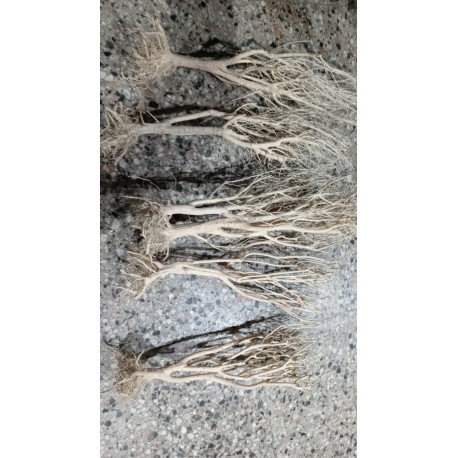Raiz Mini Arboles Plantados 25/30 cm
