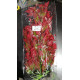 Planta Aqua Clean 073