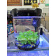 Acuario Sobo Q-6 11 Litros