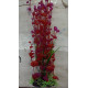 Planta Aqua Clean 115A