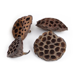 Alpha Pet Flor de Loto x 3 Disecada Camarones,Aquascaping.