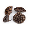 Alpha Pet Cascara Flor de Loto x 3 Disecada Camarones,Aquascaping.