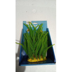 Planta Yusee AB-60209