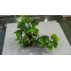 AB-1911 Tronco Resina con Anubia Nana en Plastico 20-10-20