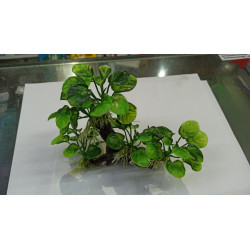 AB-1911 Tronco Resina con Anubia Nana en Plastico 20-10-20