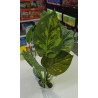 AB-5841 Planta Anubia Con Rizoma 27 cm