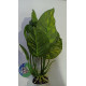 AB-5841 Planta Anubia Con Rizoma 27 cm