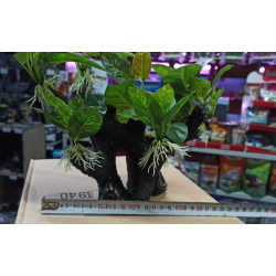 Planta AB-1940  Anubia Berteri En Tela con Tronco 30-20-30 cm